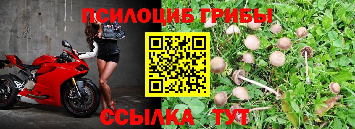 Псилоцибиновые грибы GOLDEN TEACHER  Вход с VPN  Губкин  Псилоцибиновые грибы ЛСД 